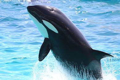 イメージ:観光スポット